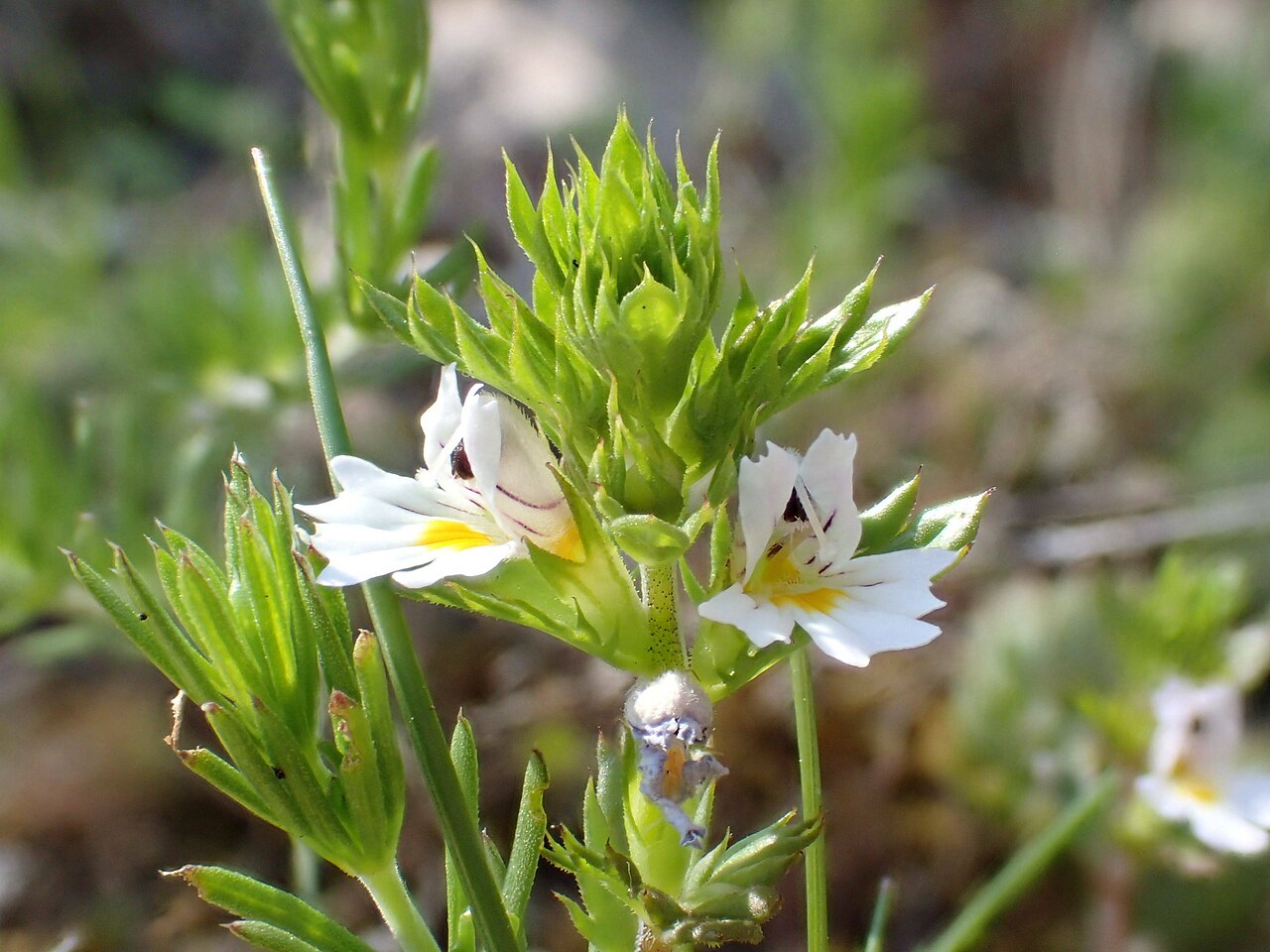 Euphrasia pectinata: Euphrasia pectinata Ten. observée à Cornus (12, France) dans une pelouse sur le Plateau de Guilhaumard, Montservier