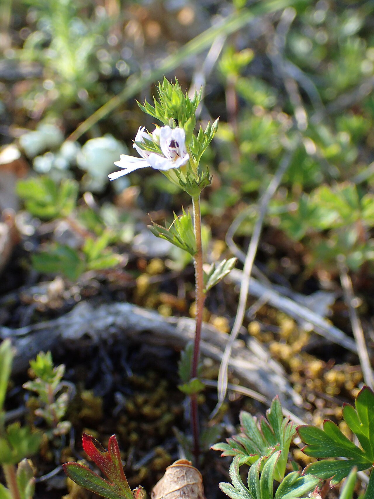 Euphrasia pectinata: Euphrasia pectinata Ten. observée à Cornus (12, France) dans une pelouse sur le Plateau de Guilhaumard, Montservier