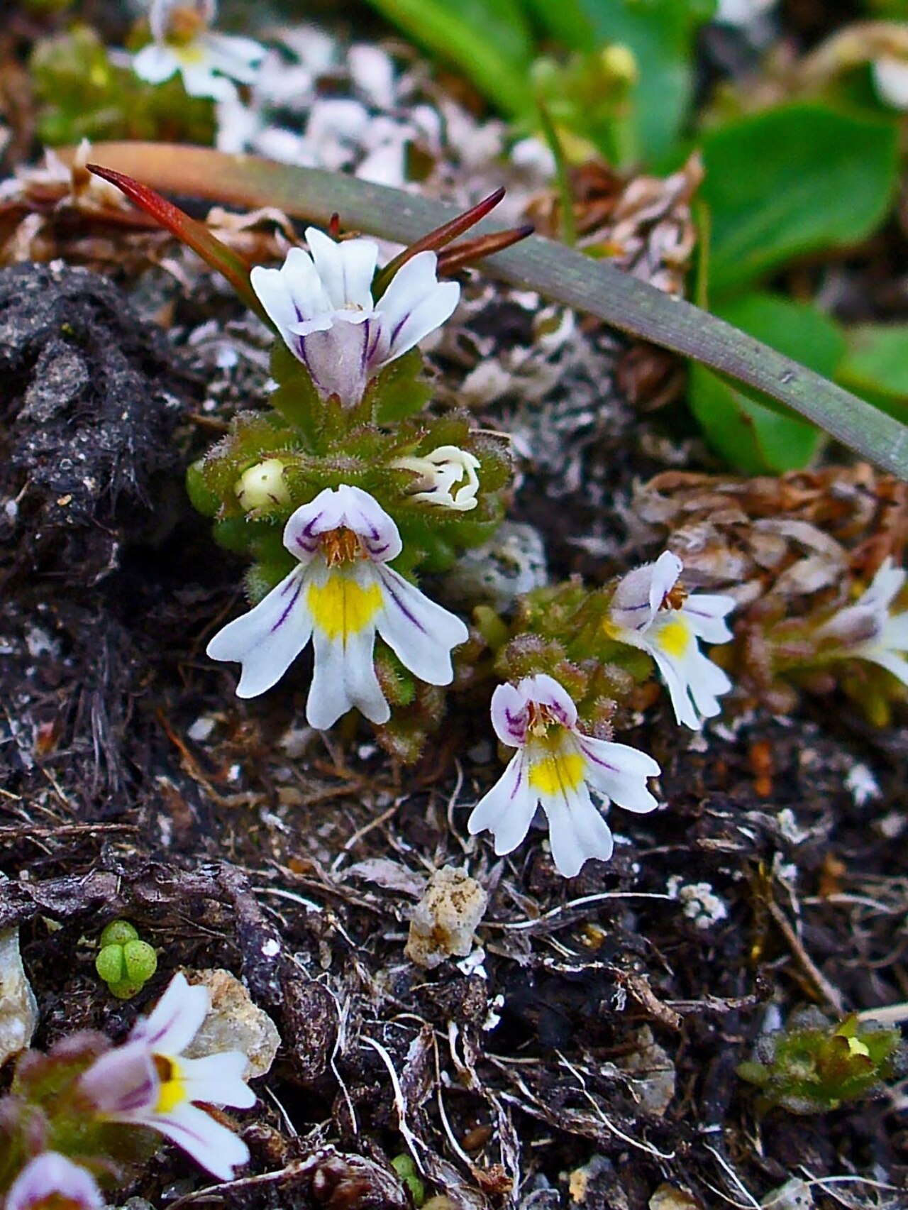 Euphrasia picta: Euphrasia officinalis ssp. picta , Orobranchaceae, Colored Eyebright, flowers; Diavolezza, Engadin , Switzerland, altidude ca. 3.000 m.