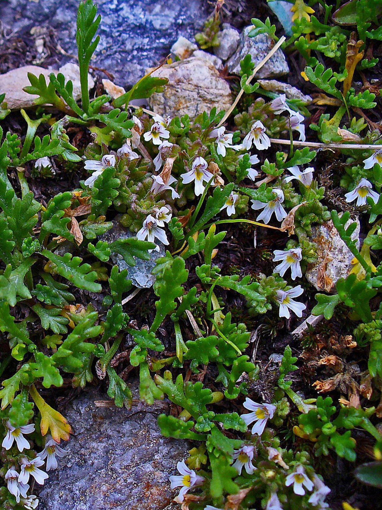 Euphrasia picta: Euphrasia officinalis ssp. picta , Orobranchaceae, Colored Eyebright, habitus; Diavolezza, Engadin , Switzerland, altidude ca. 3.000 m.