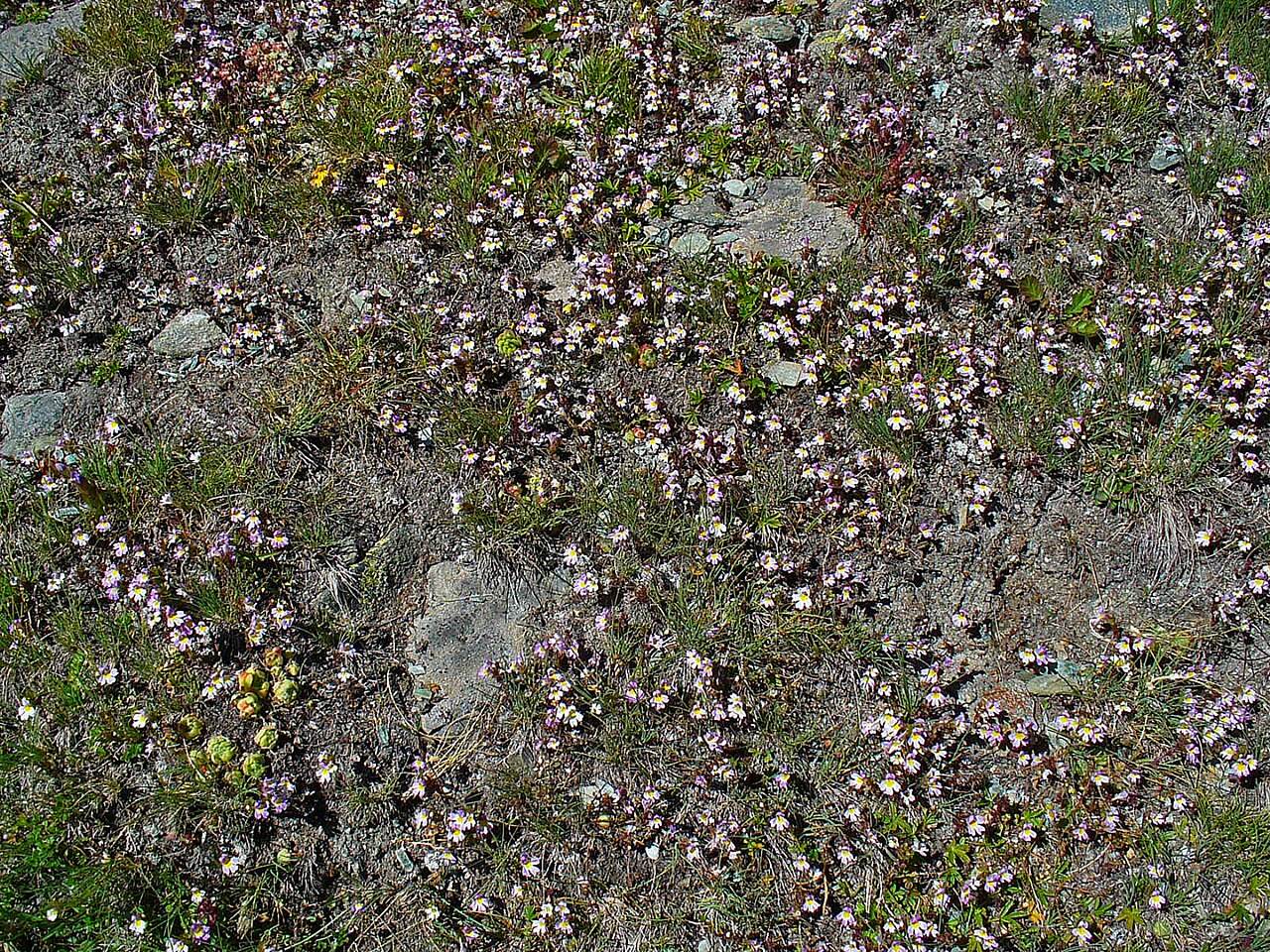 Euphrasia picta: Euphrasia officinalis ssp. picta , Orobranchaceae, Colored Eyebright, habitus; Above Riffelsee, Matterhorn, Zermatt, Switzerland, altidude ca. 2.850 m.