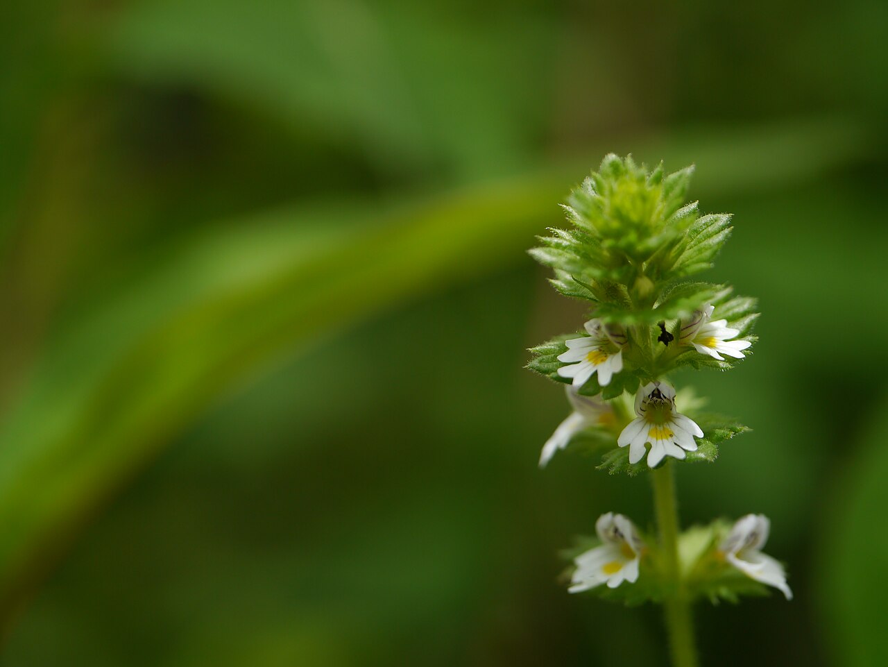 Euphrasia platyphylla: Euphrasia platyphylla