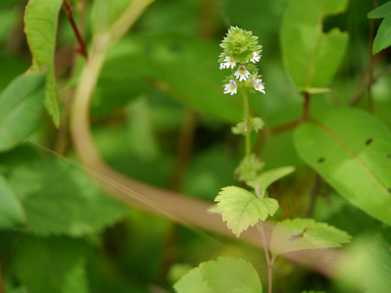 Euphrasia platyphylla: Euphrasia platyphylla