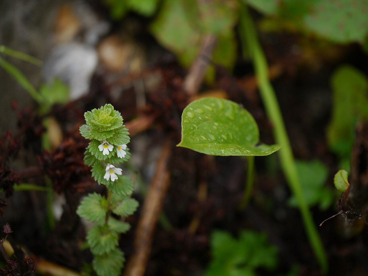 Euphrasia platyphylla: Euphrasia platyphylla