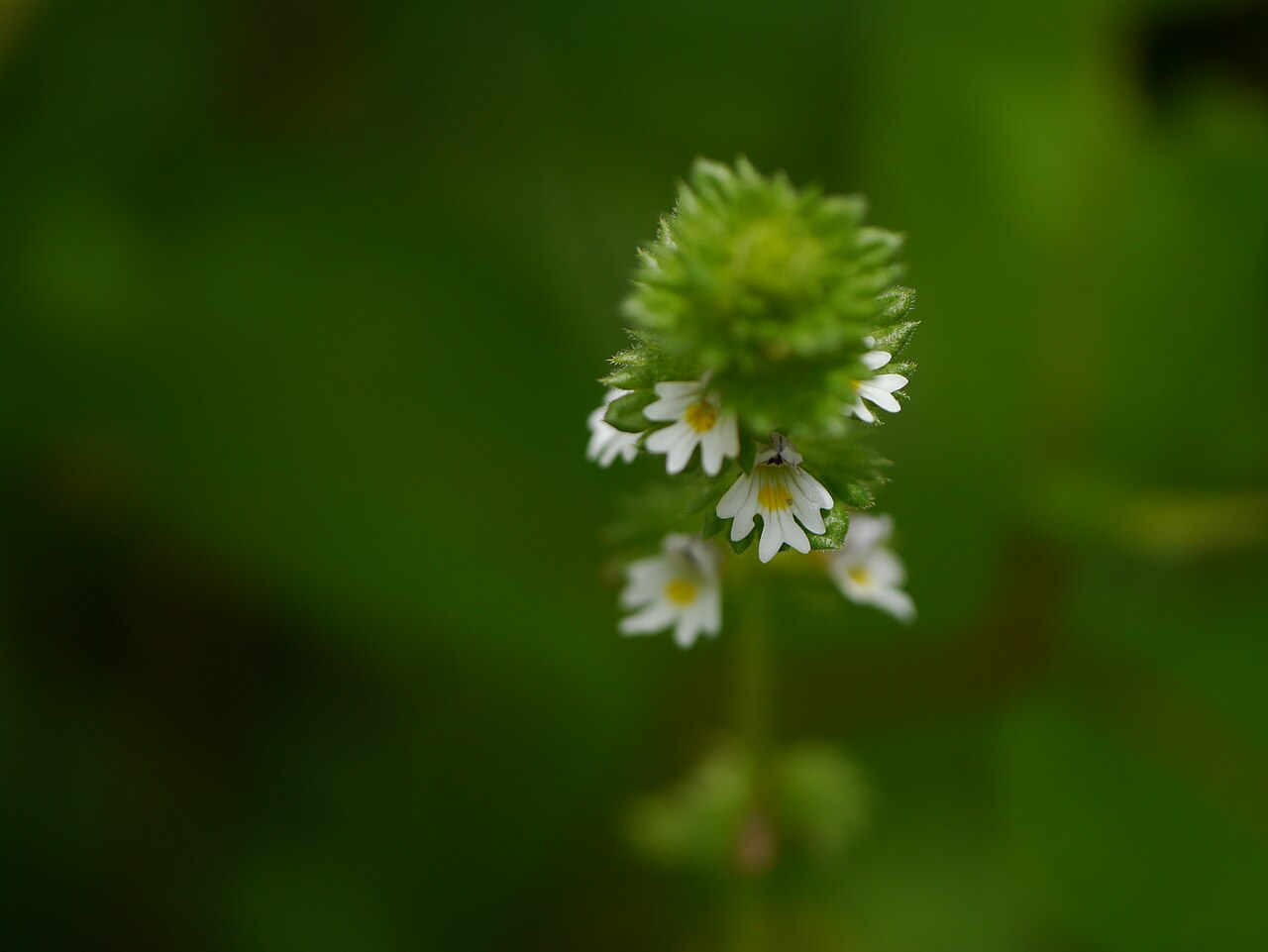 Euphrasia platyphylla: Euphrasia platyphylla