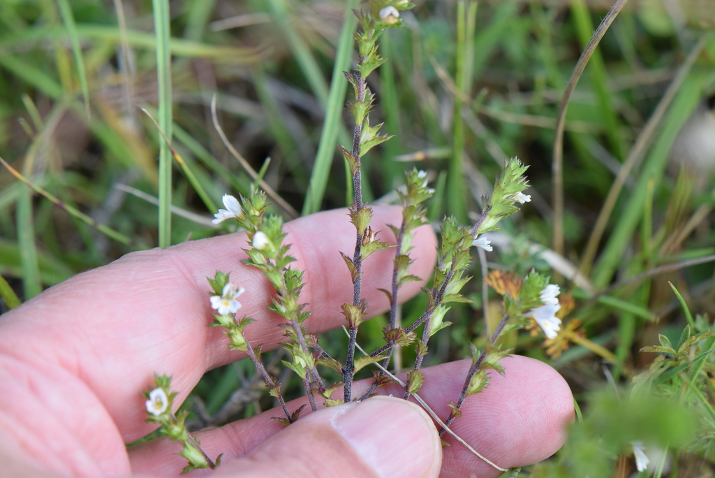 Euphrasia pseudokerneri (Euphrasia pseudokerneri)