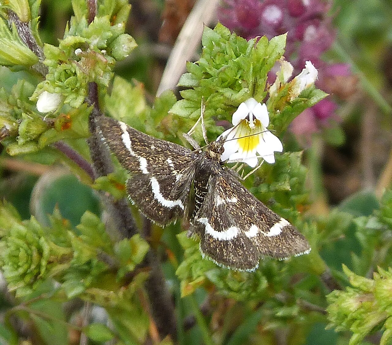 Euphrasia pseudokerneri: Aston Rowant Oxon. SU723966 four seen