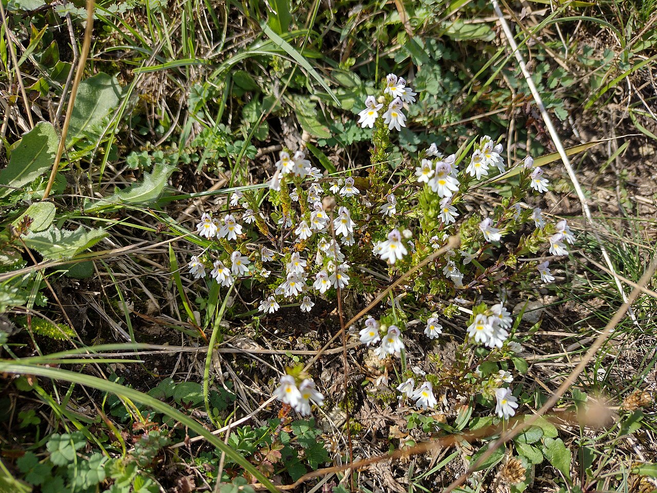 Euphrasia pseudokerneri: Euphrasia pseudokerneri, Castle Hill Sussex