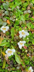 Euphrasia repens (Euphrasia repens)