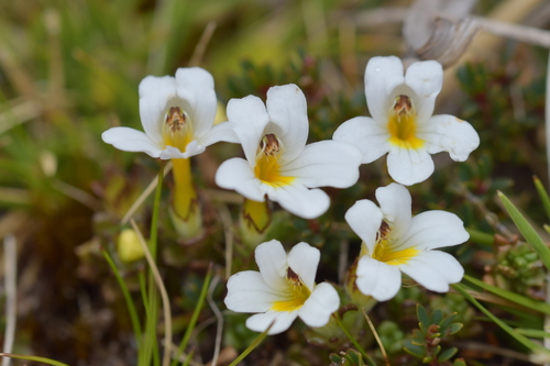 Euphrasia revoluta (Euphrasia revoluta)