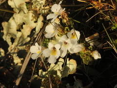 Euphrasia revoluta (Euphrasia revoluta)