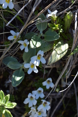 Euphrasia revoluta (Euphrasia revoluta)
