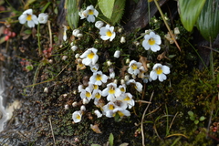 Euphrasia revoluta (Euphrasia revoluta)