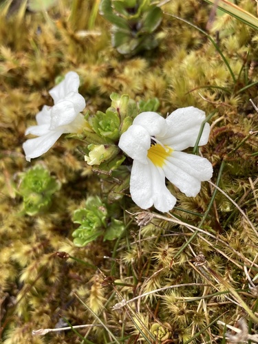 Euphrasia revoluta (Euphrasia revoluta)