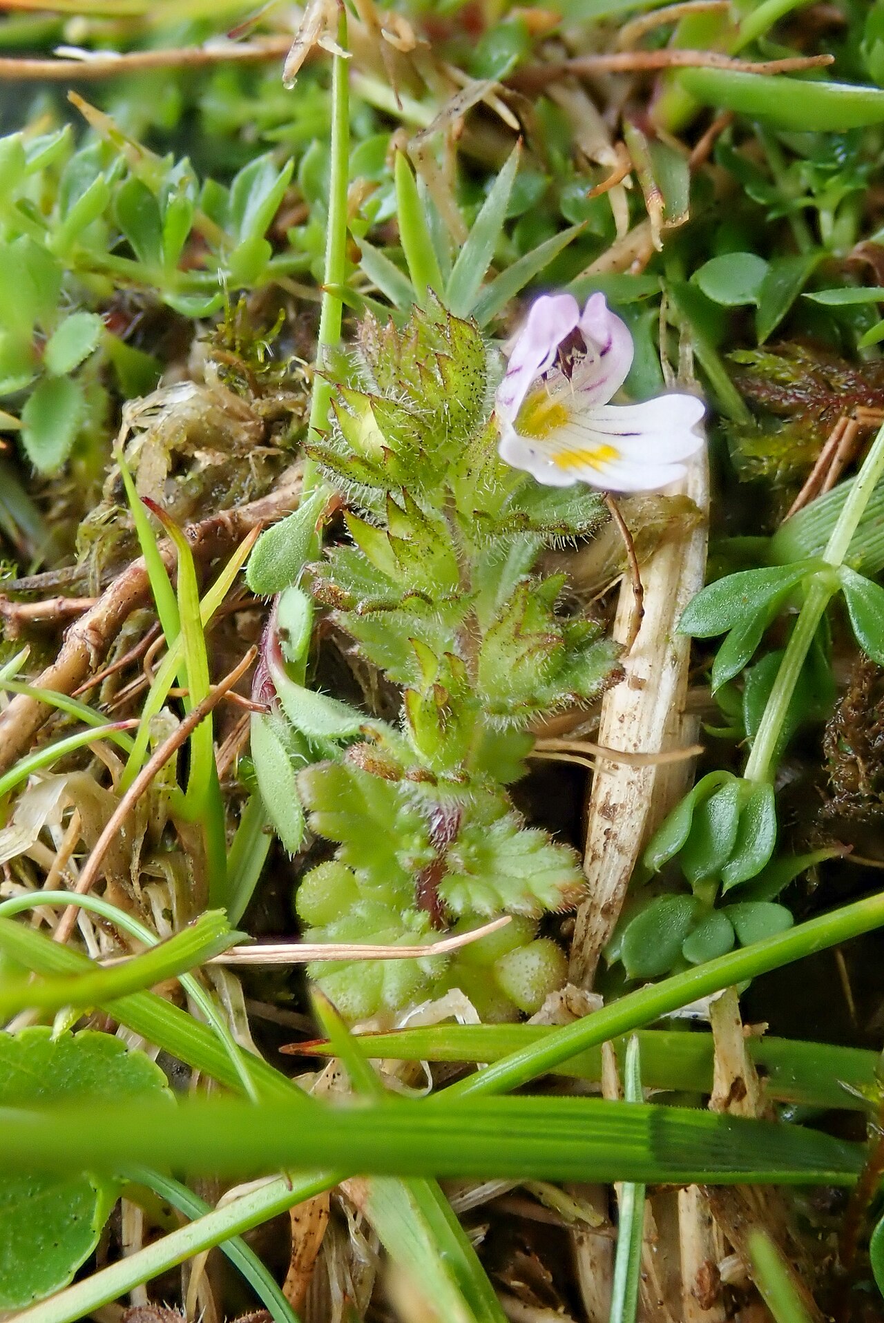 Euphrasia rivularis: Euphrasia rivularis, Clogwyn Du'r Addu_2