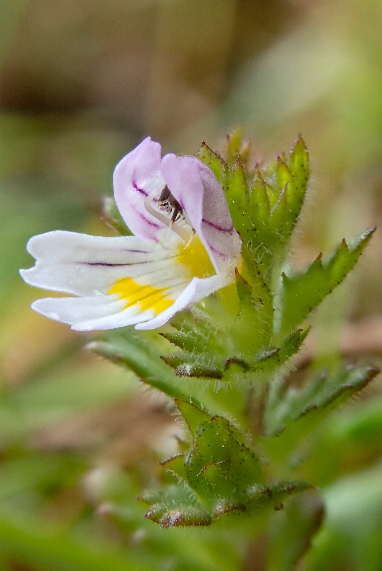 Euphrasia rivularis: Euphrasia rivularis, Clogwyn Du'r Addu_3