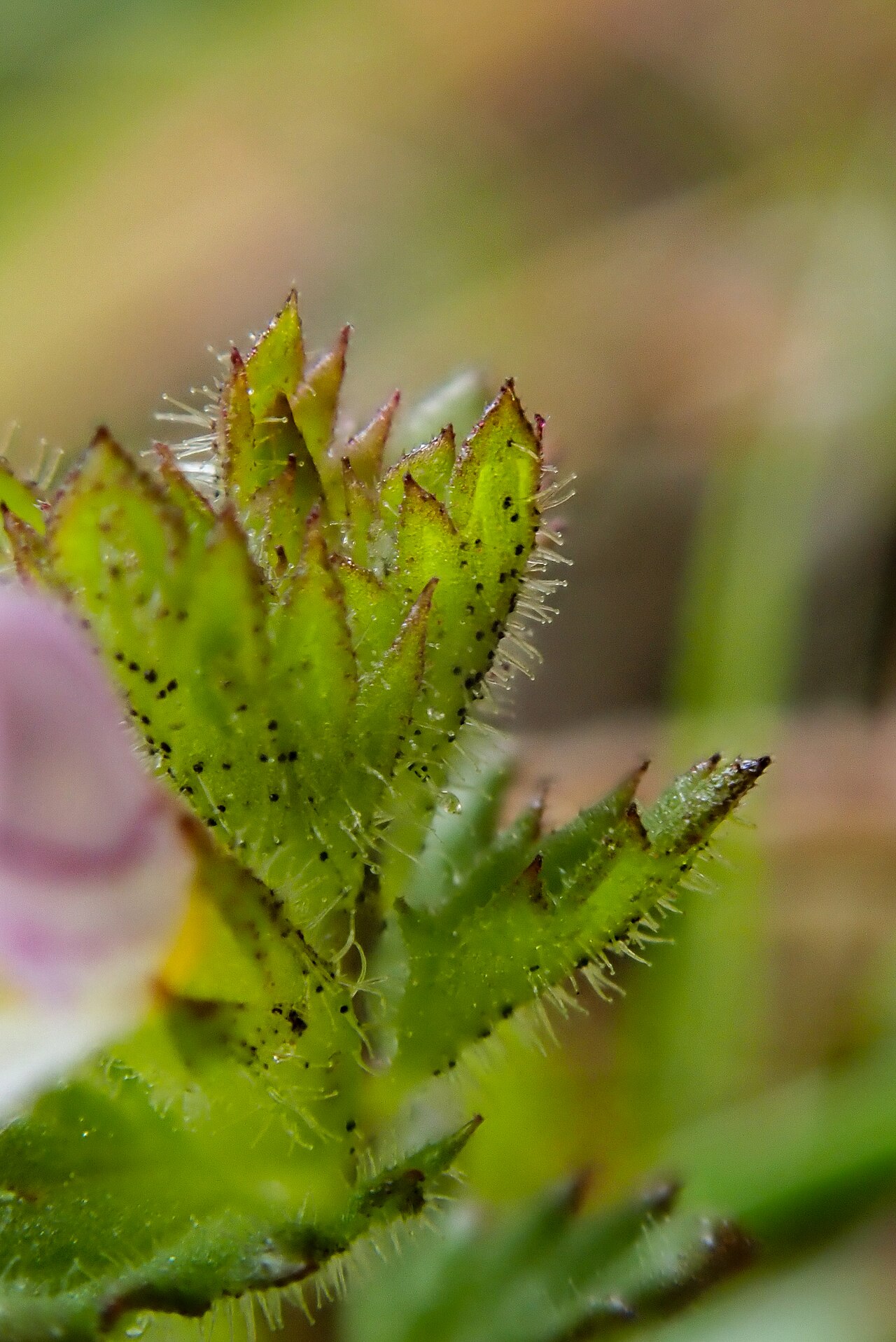 Euphrasia rivularis: Euphrasia rivularis, Clogwyn Du'r Addu_4