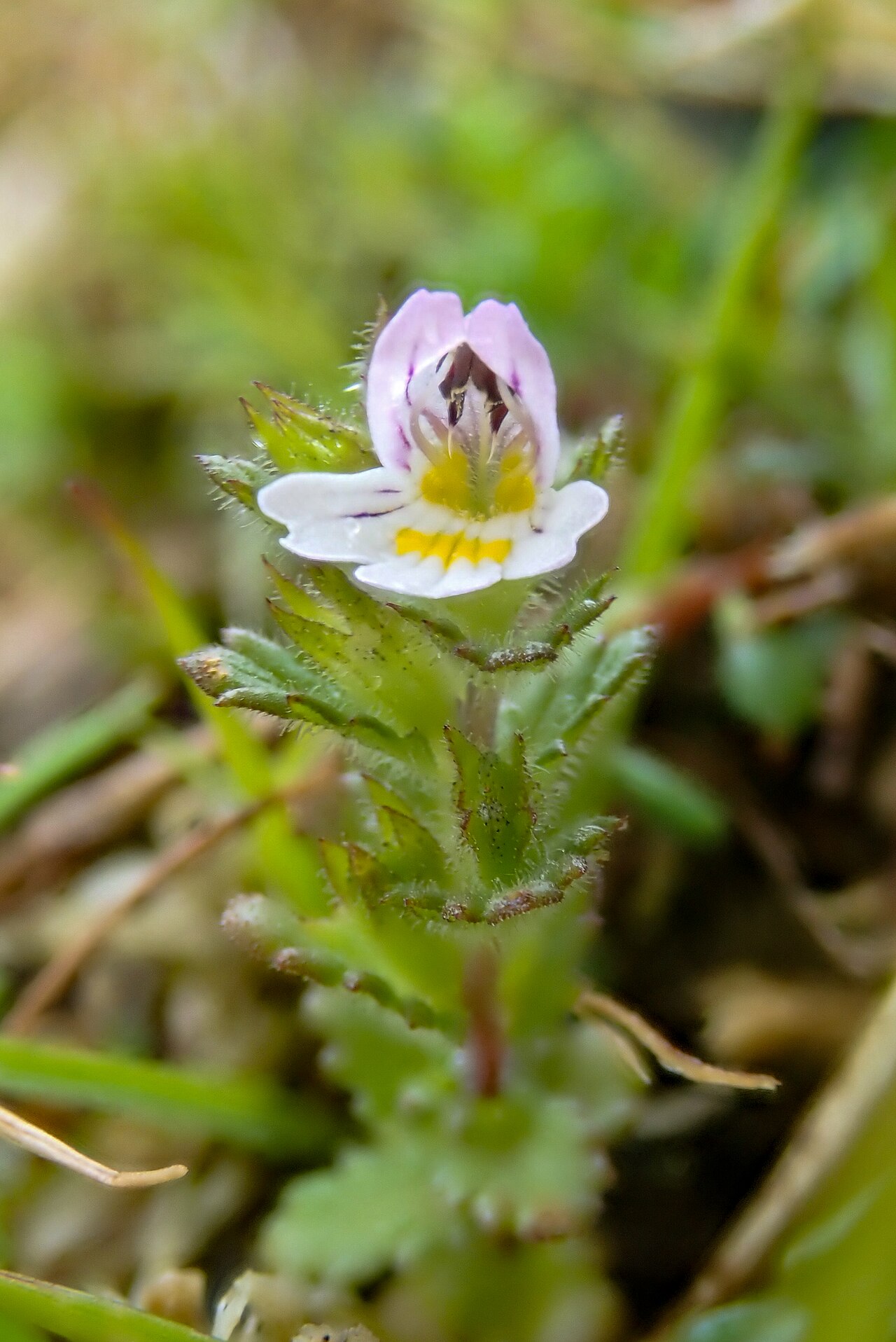 Euphrasia rivularis: Euphrasia rivularis, Clogwyn Du'r Addu