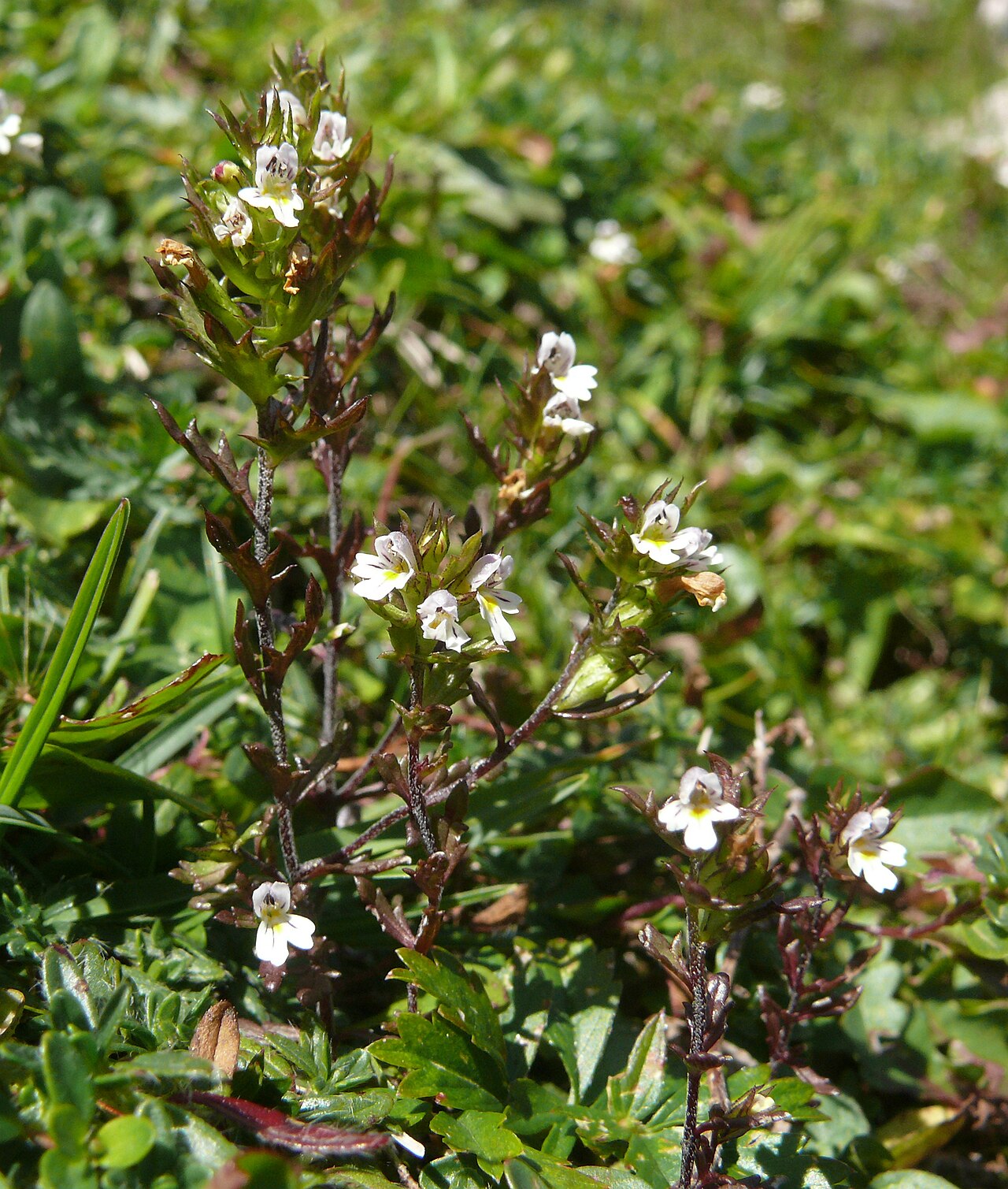 Euphrasia salisburgensis: Euphrasia salisburgensis , Stubaier Alpen, Italien