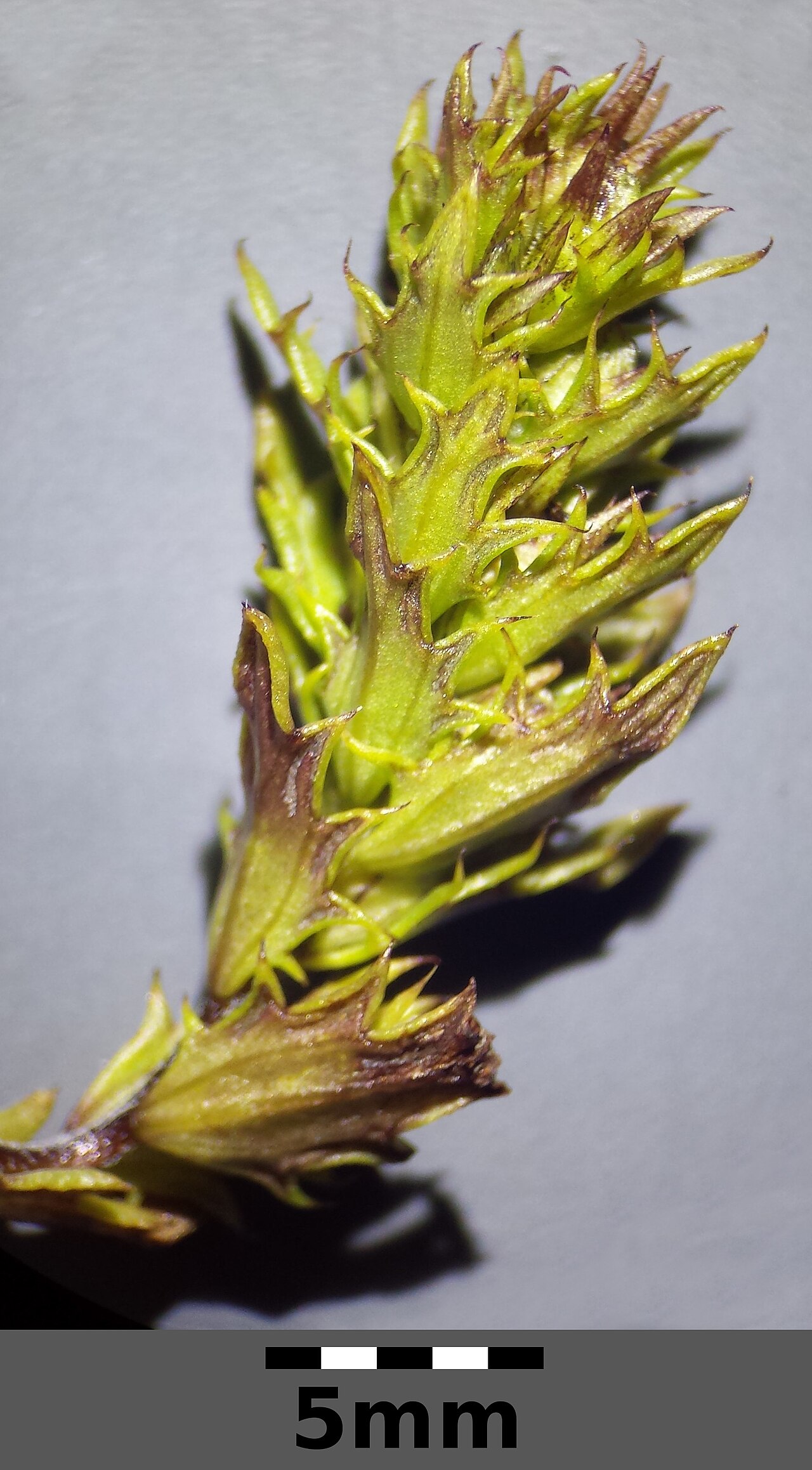 Euphrasia salisburgensis: Infructescence Taxonym: Euphrasia salisburgensis s. str. ss Fischer et al. EfÖLS 2008 ISBN 978-3-85474-187-9 (det. Josef Greimler 2015-09-12) Location: Rax/Jako