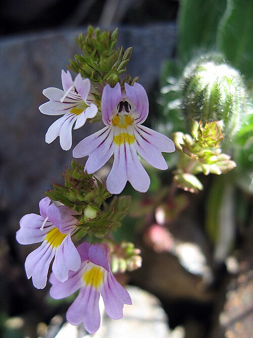 Euphrasia salisburgensis: Salzburger Augentrost