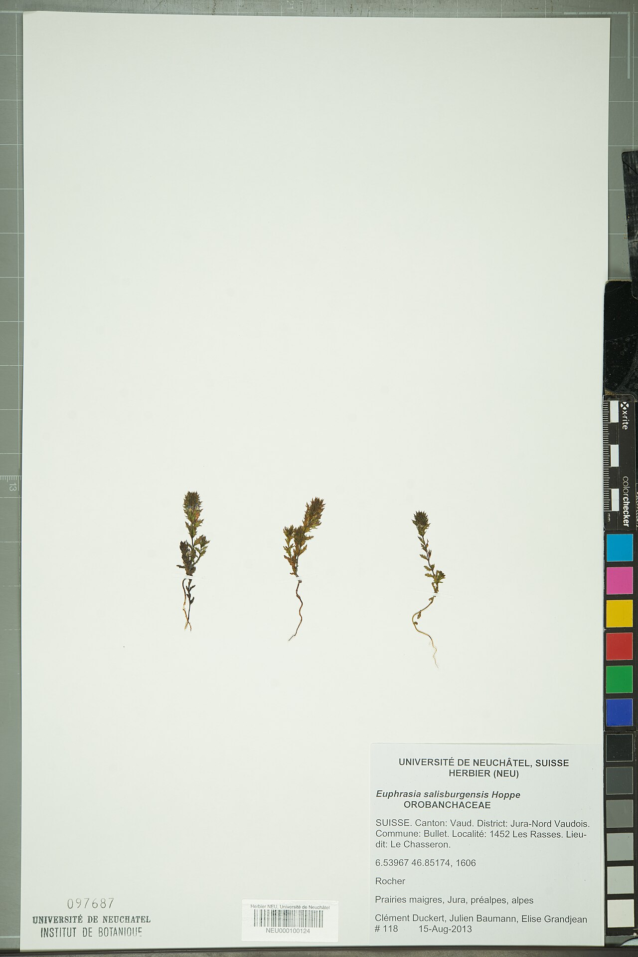 Euphrasia salisburgensis: Dried pressed specimen of en:Euphrasia salisburgensis
