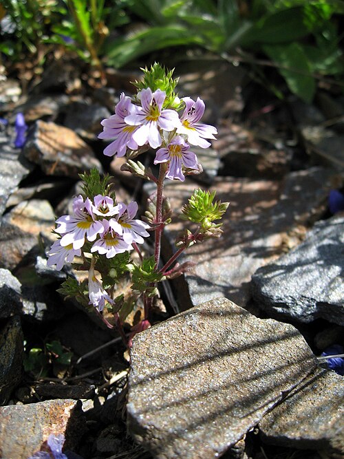 Euphrasia salisburgensis: Salzburger Augentrost