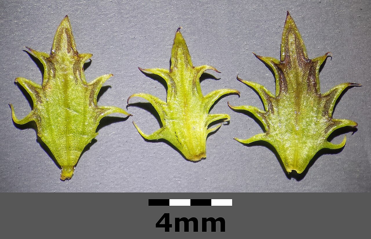 Euphrasia salisburgensis: Bracts Taxonym: Euphrasia salisburgensis s. str. ss Fischer et al. EfÖLS 2008 ISBN 978-3-85474-187-9 (det. Josef Greimler 2015-09-12) Location: Rax/Jakobskogel,