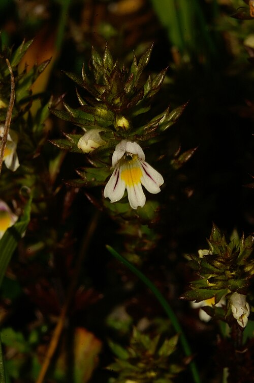 Euphrasia salisburgensis: Solnograška smetlika na Soriški Planini.