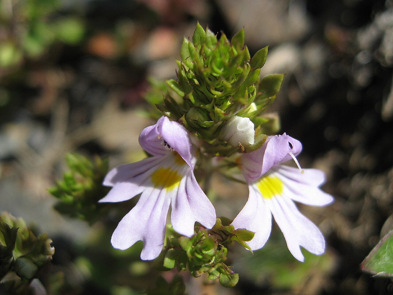 Euphrasia salisburgensis: Salzburger Augentrost