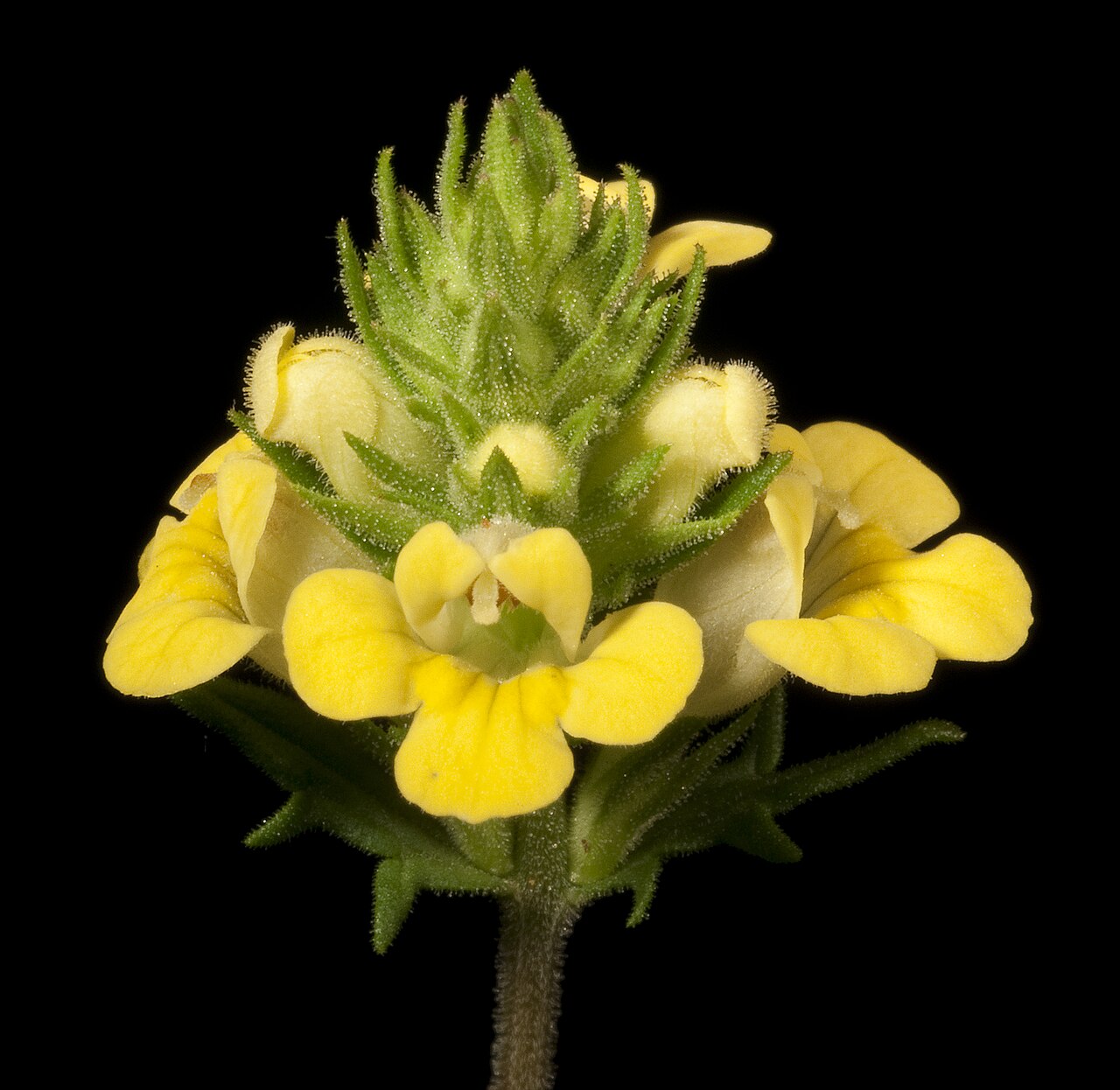 Euphrasia scabra: KRT4402