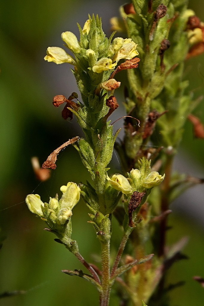 Euphrasia scabra (Euphrasia scabra)