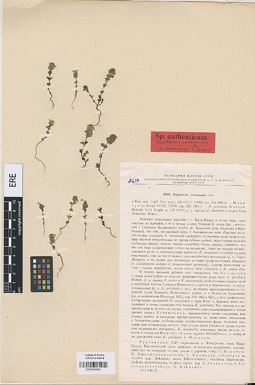 Euphrasia sevanensis: Euphrasia sevanensis — Herbarium specimen from Грузинская ССР, окрестности г. Бакуриани, гора Цхра-Цхаро, Имеретинский отрог недалеко от места его отхождения, а