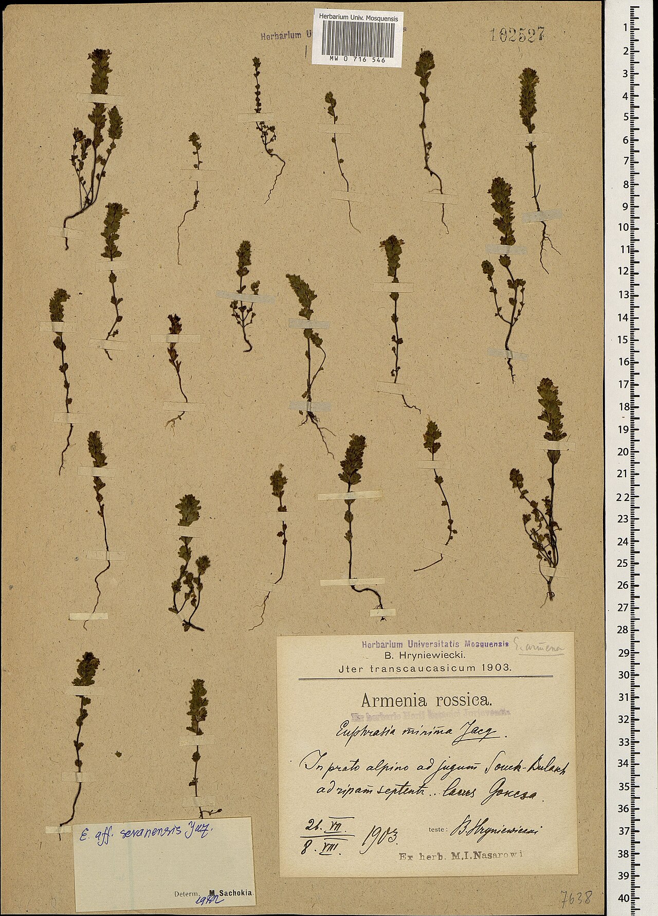 Euphrasia sevanensis: Euphrasia sevanensis — Herbarium specimen from In prato alpino ad jugum Souch-Bulasch ad ripam septentr. lacus Gokcsa., Armenia. Collected by B. Hryniewiecki (1