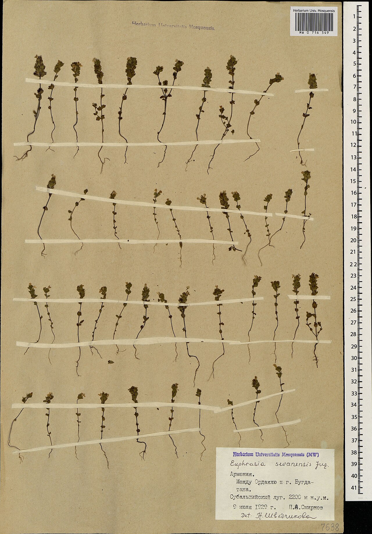 Euphrasia sevanensis: Euphrasia sevanensis — Herbarium specimen from Армения. Между Ордаклю и г. Бугда-тапа. Субальпийский луг., Armenia. Collected by P.A. Smirnov (1929-07-09). Reco