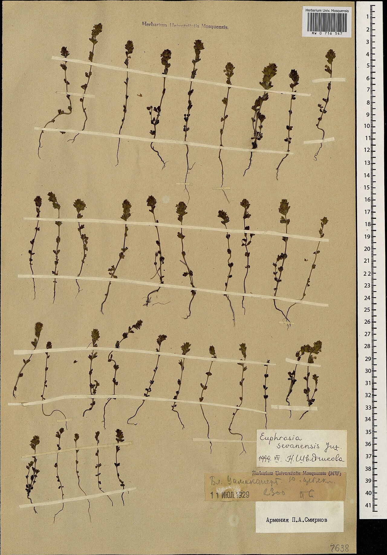 Euphrasia sevanensis: Euphrasia sevanensis — Herbarium specimen from Армения. Бл. Цамакаперт. Ю. щебн. скл., Armenia. Collected by P.A. Smirnov (1929-07-11). Recorded in GBIF occurre