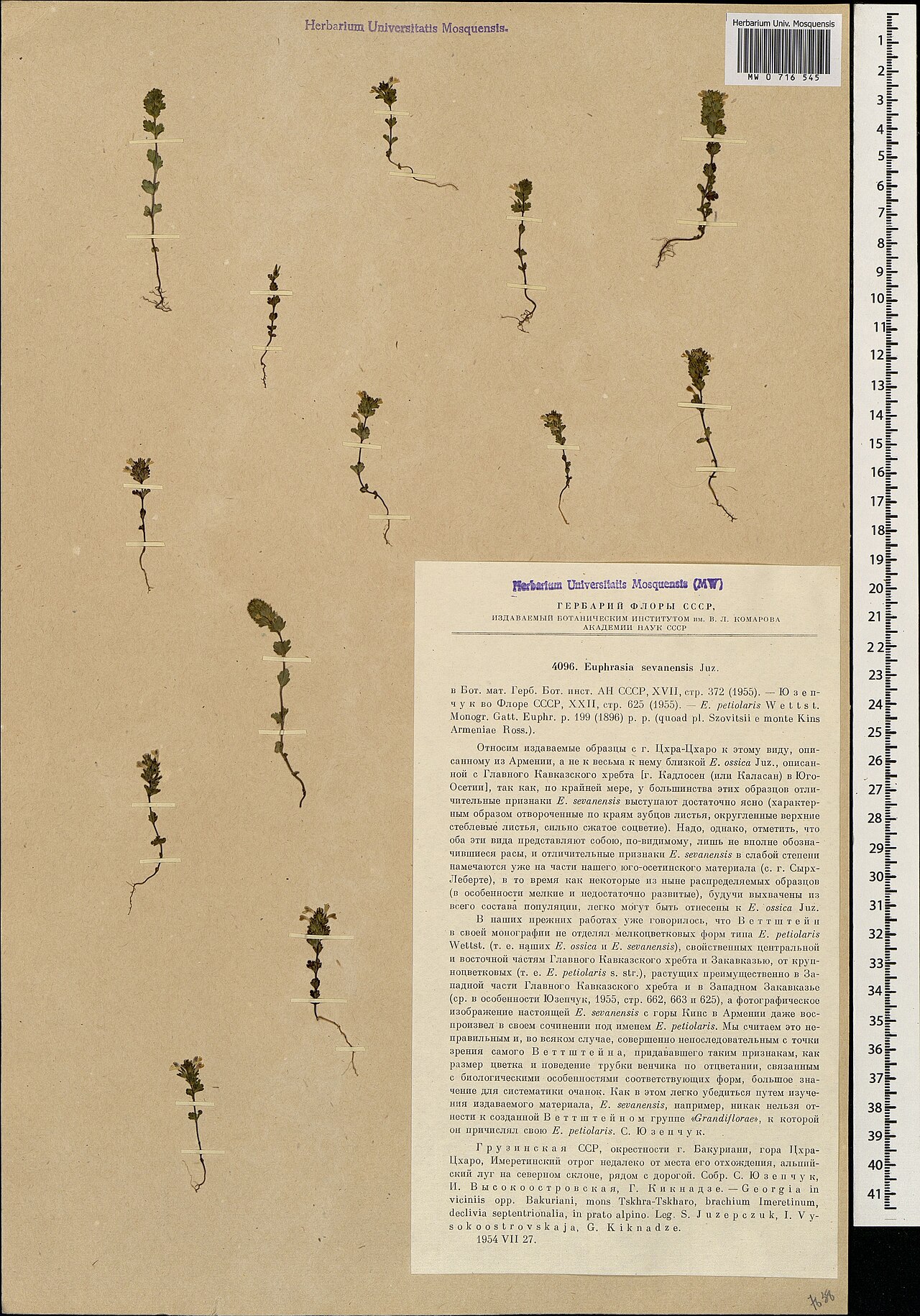 Euphrasia sevanensis: Euphrasia sevanensis — Herbarium specimen from Грузинская ССР, окрестности г. Бакуриани, гора Цхра-Цхаро, Имеретинский отрог недалеко от места его отхождения, а