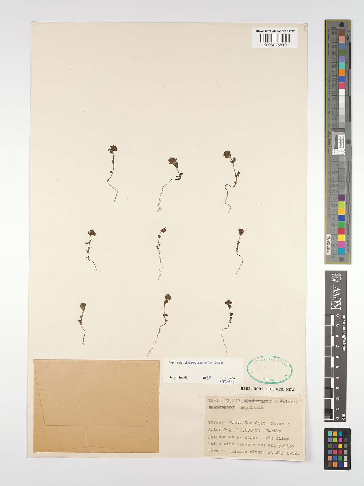 Euphrasia sevanensis: Euphrasia sevanensis — Herbarium specimen from Gevas Artos Dag, Türkiye. Collected by Davis; Polunin, O. (1954-07-15). Recorded in GBIF occurrence 5077884444 .