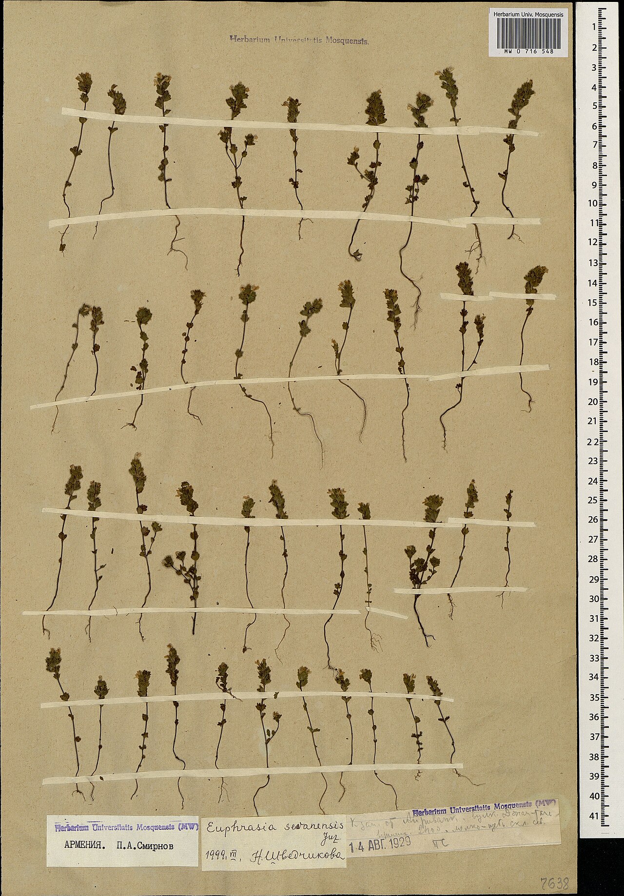 Euphrasia sevanensis: Euphrasia sevanensis — Herbarium specimen from Армения. К зап. от Айриванк. Вулк. Джан-тапа, вершина, мелко-щебн. скл. сев., Armenia. Collected by P.A. Smirnov