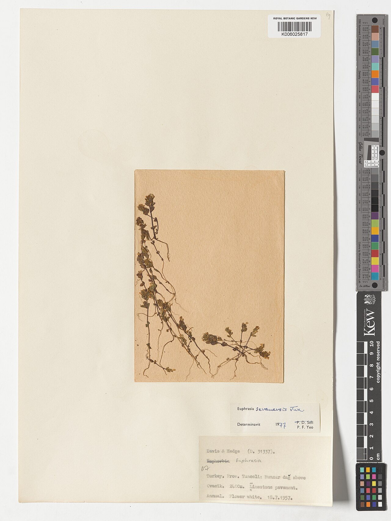 Euphrasia sevanensis: Euphrasia sevanensis — Herbarium specimen from Prov. Tunceli, Munsur dağ above Cvacik.; B7, Türkiye. Collected by Davis, P.H.; Hedge, I.C. (1957-07-18). Recorde