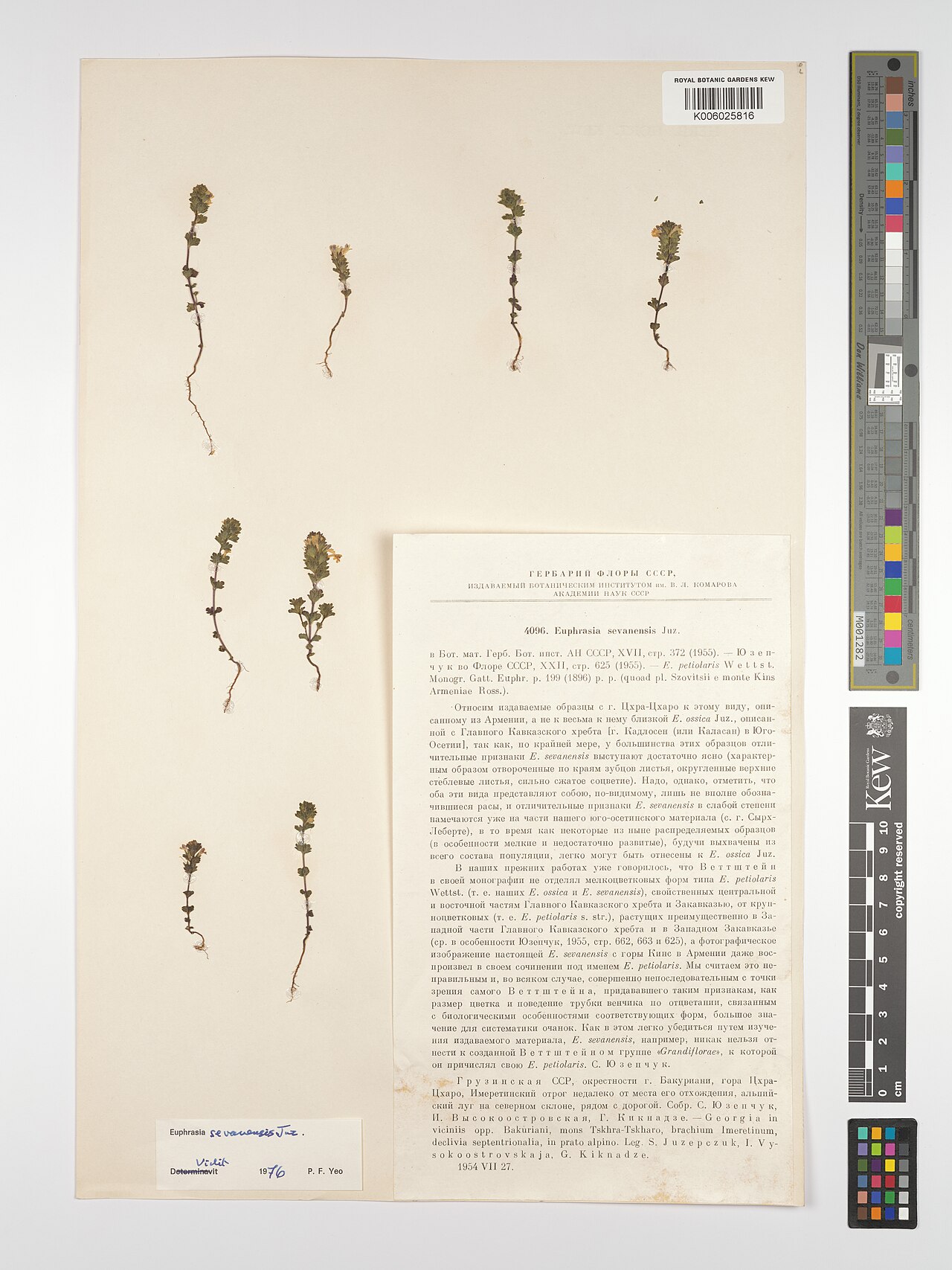 Euphrasia sevanensis: Euphrasia sevanensis — Herbarium specimen from viciniis opp. Bakuriani, mons Tskhra-Tskharo, brachium Imeretinum, declivia septentrionalia, in prato alpino., Ge