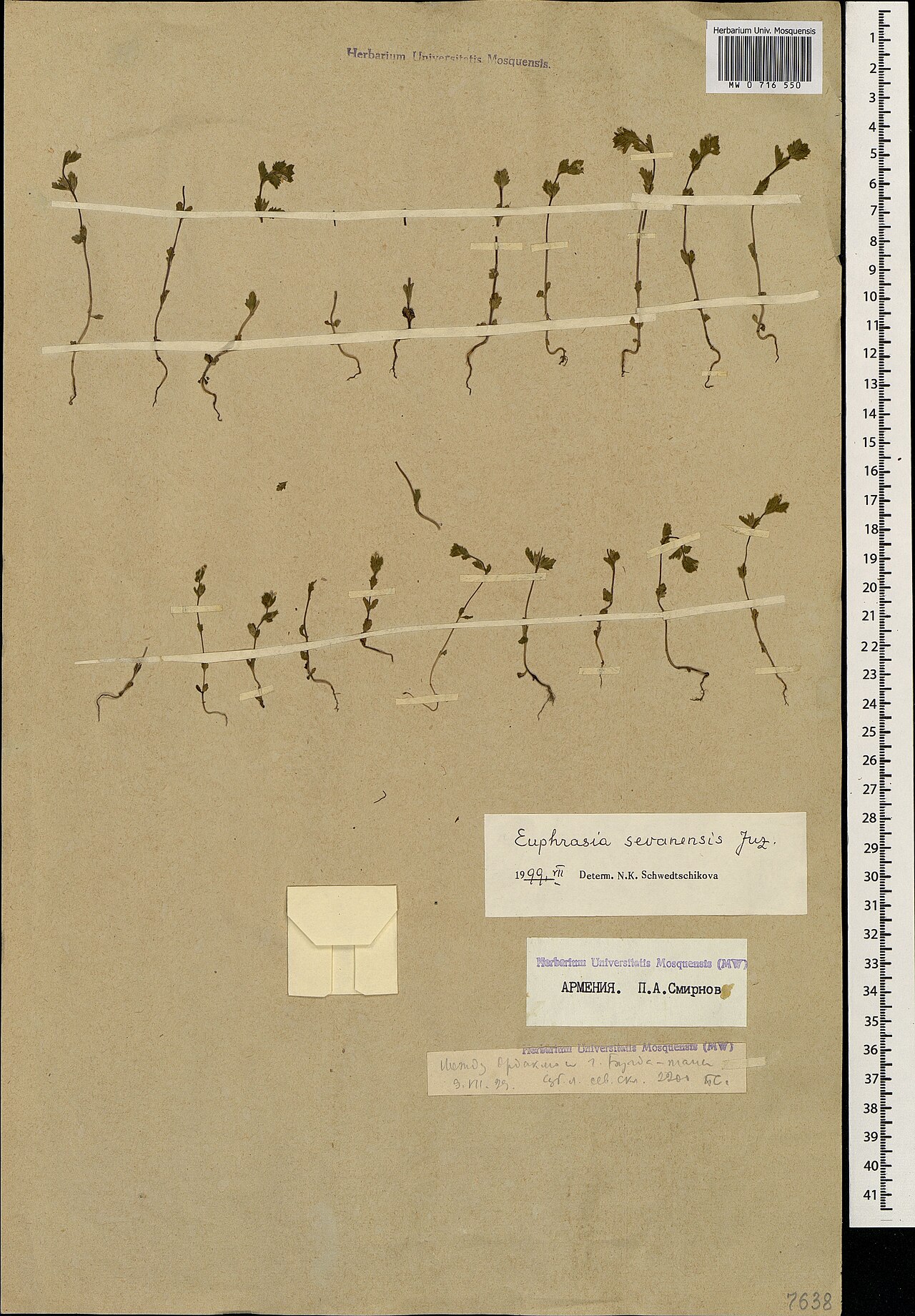 Euphrasia sevanensis: Euphrasia sevanensis — Herbarium specimen from Армения. Между Ордаклю и г. Бугда-тапа. Суб. л. сев. скл., Armenia. Collected by P.A. Smirnov (1929-07-09). Recor