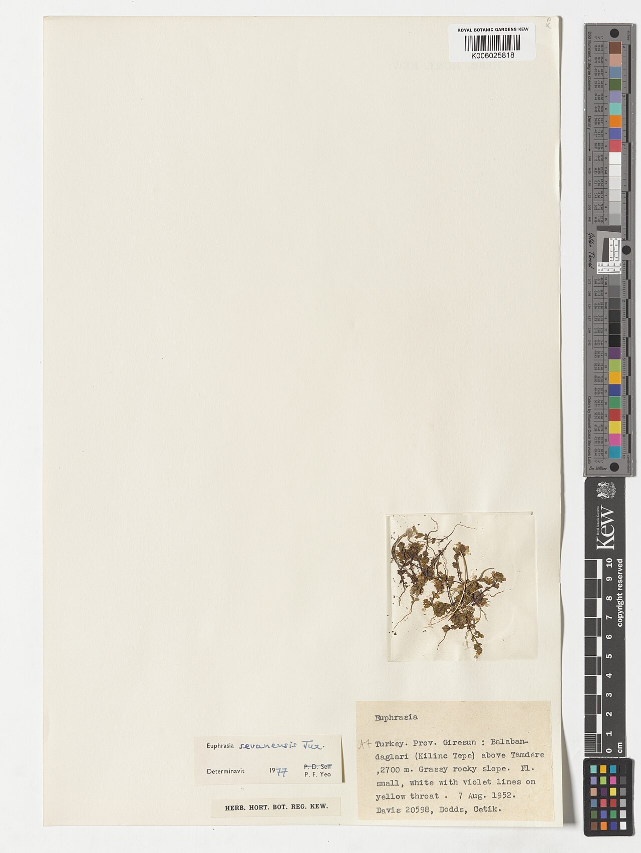 Euphrasia sevanensis: Euphrasia sevanensis — Herbarium specimen from Balaban-daglari (Kilinc Tepe) above Tamdere; A7, Türkiye. Collected by Davis; Dodds; Cetik (1952-08-07). Recorded