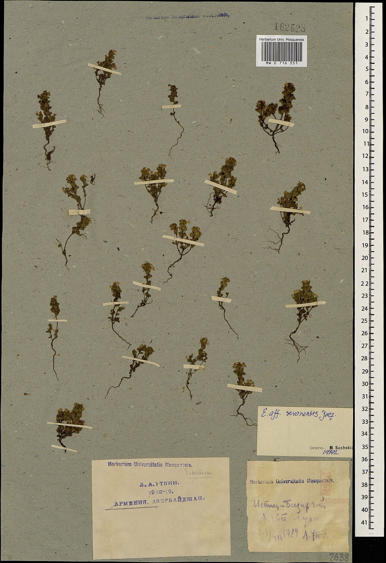 Euphrasia sevanensis: Euphrasia sevanensis — Herbarium specimen from Azerbaijan. Collected by Utkin L. A. (1929-07-29). Recorded in GBIF occurrence 1697834033 .