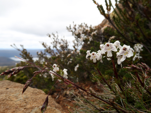 Euphrasia striata (Euphrasia striata)