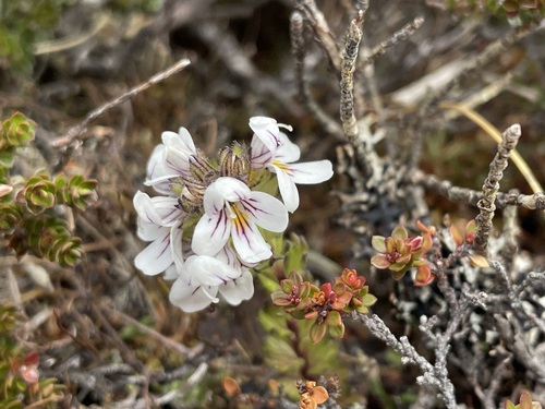 Euphrasia striata (Euphrasia striata)
