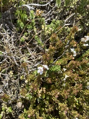 Euphrasia striata (Euphrasia striata)