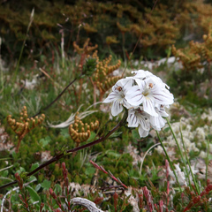Euphrasia striata (Euphrasia striata)