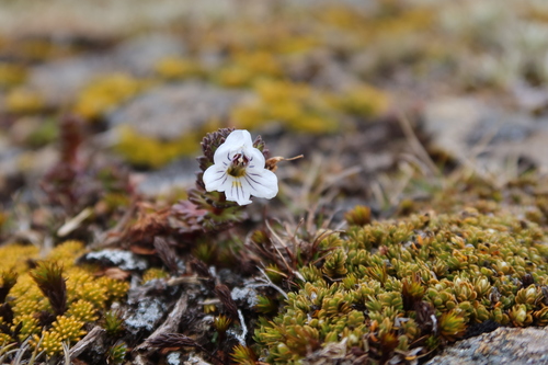 Euphrasia striata (Euphrasia striata)