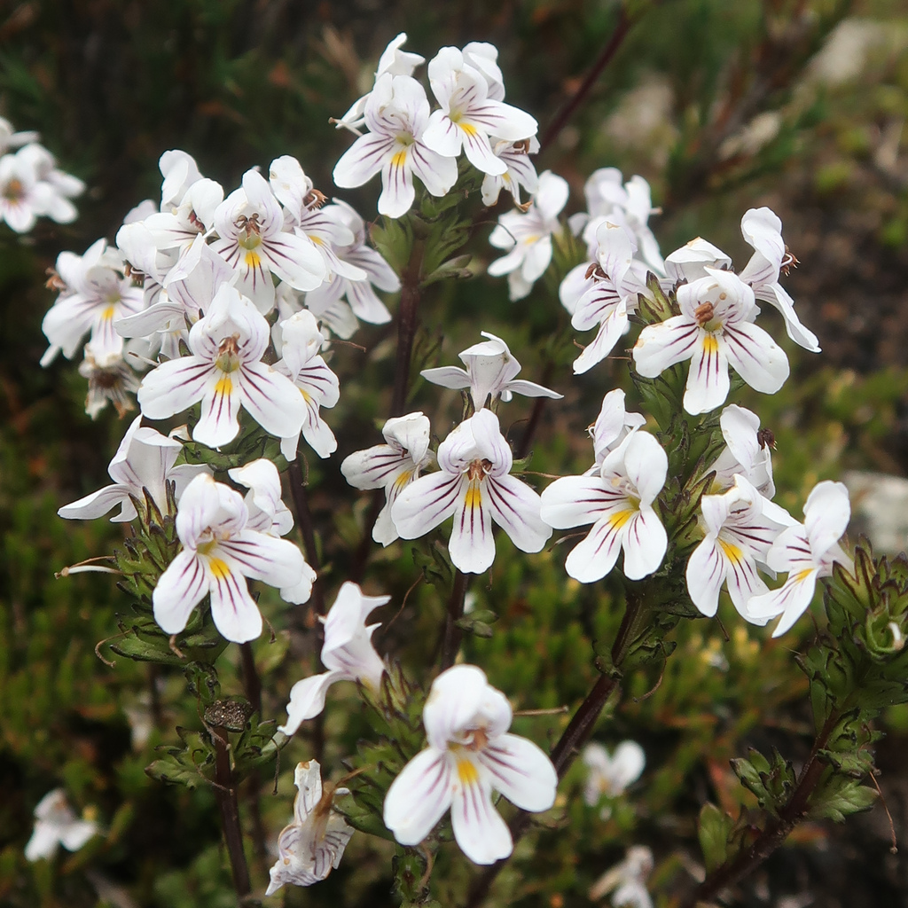 Euphrasia striata (Euphrasia striata)